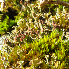 Cladonia subcariosa
