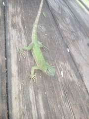 Iguanidae