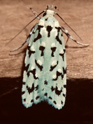 Green lichen tuft moth photo 3