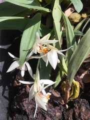 Coelogyne punctulata