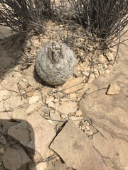 Echinomastus mariposensis