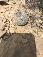 Echinomastus mariposensis