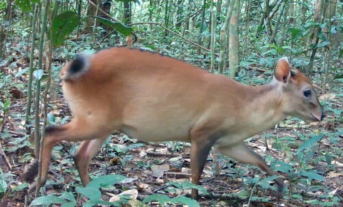 White-bellied duiker