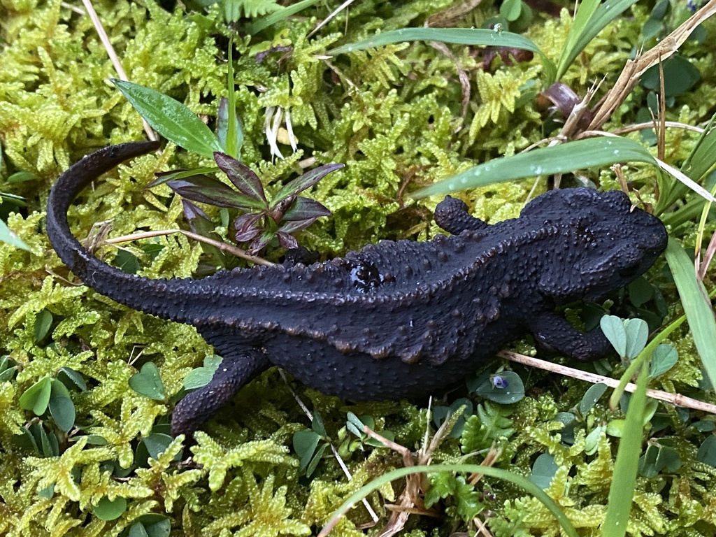 Spiny Newts