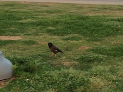 Acridotheres tristis