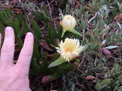 Carpobrotus edulis