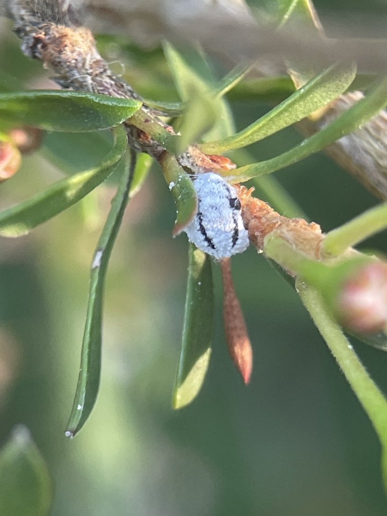 Scale Insects from Boundary Tk E, Frankston South, VIC, AU on November ...