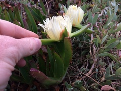 Carpobrotus edulis