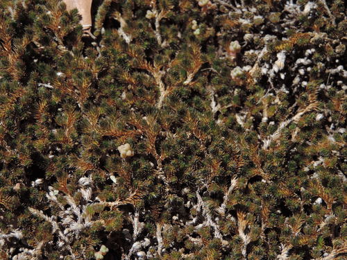 Peruvian spikemoss (Selaginella peruviana)