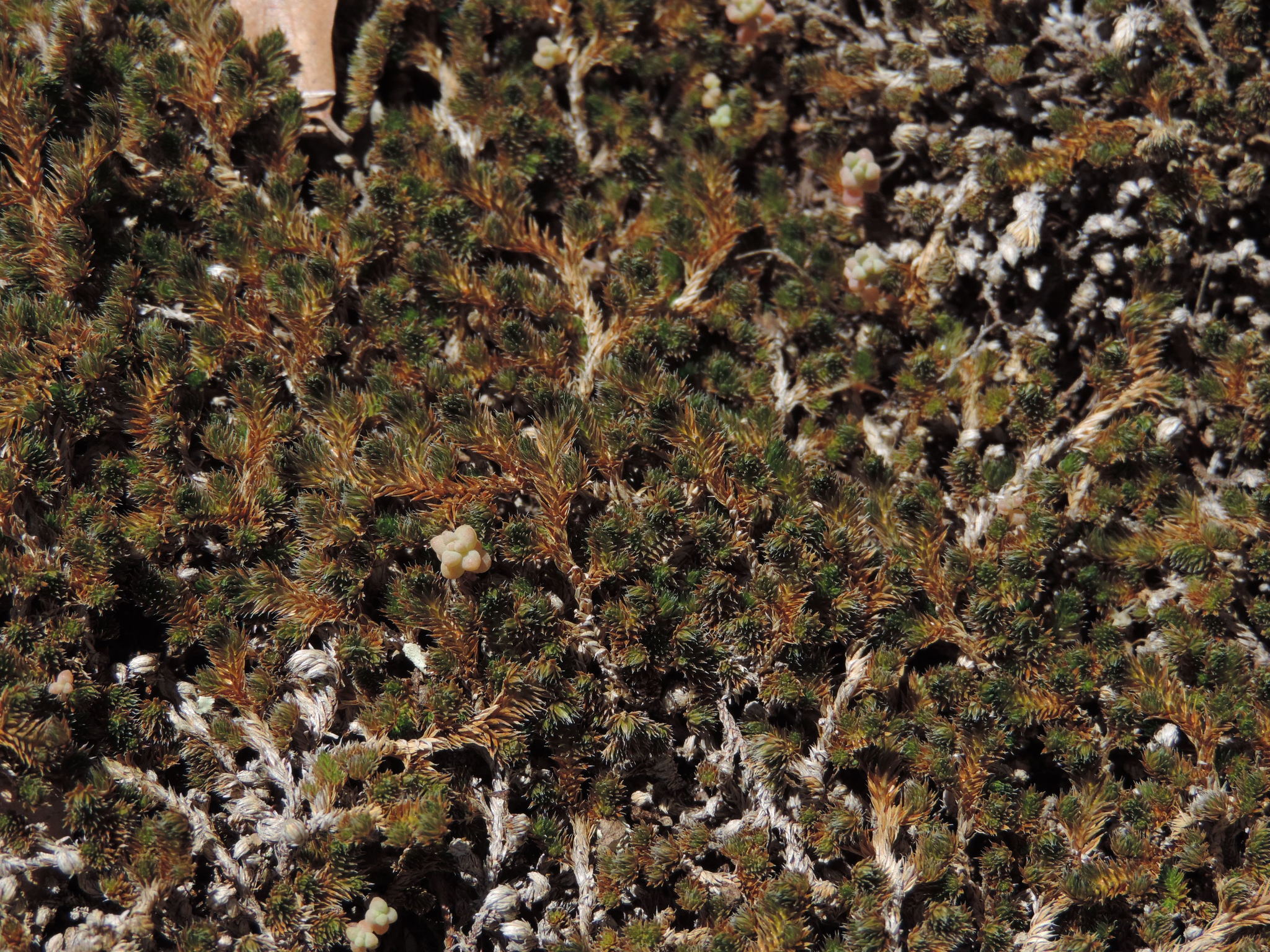 Selaginella peruviana