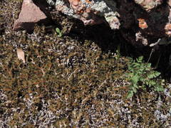 Selaginella peruviana