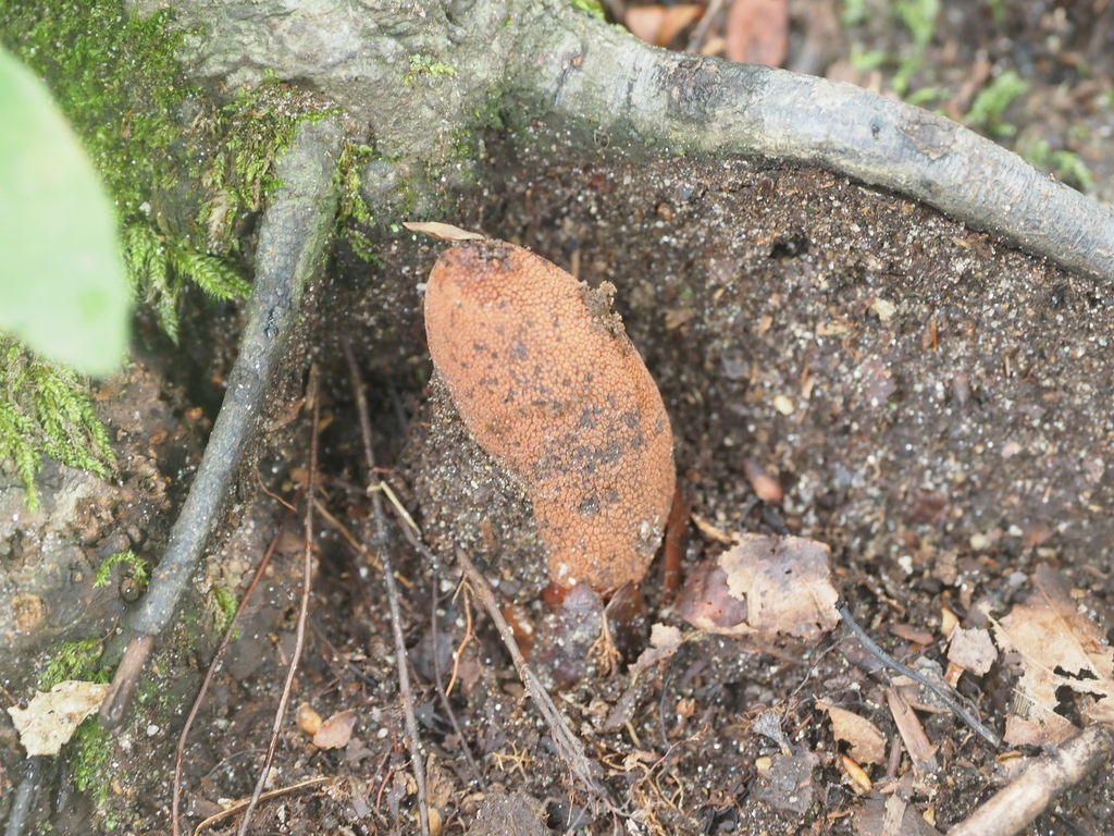Balanophora nipponica