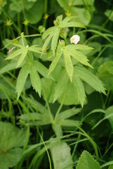 Anemonastrum dichotomum