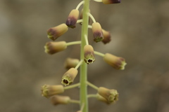 Muscari comosum