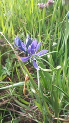 Camassia quamash quamash