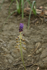 Muscari comosum