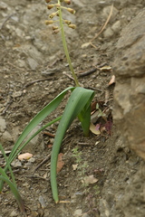 Muscari comosum