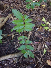 Alectryon excelsus excelsus