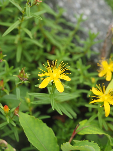 Hypericum sikokumontanum iNat (2)