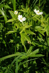 Anemonastrum dichotomum