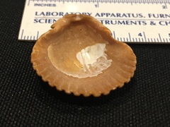 Argopecten ventricosus