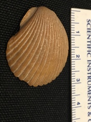 Argopecten ventricosus