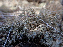 Pulchrocladia corallaizon