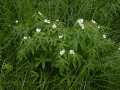 Anemonastrum dichotomum