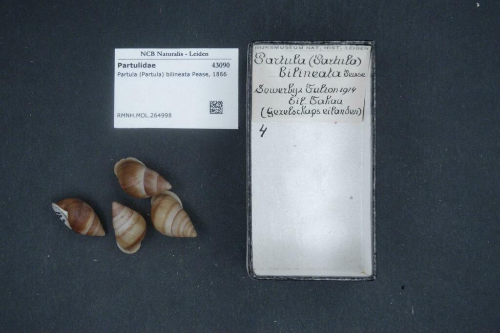Tahaa Banded Tree Snail
