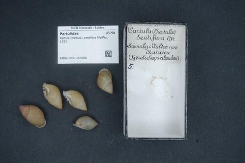 Subspecies Partula dentifera cedista · iNaturalist