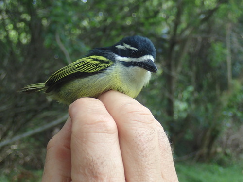 Yellow-rumped Tinkerbird (Pogoniulus bilineatus), photo 10