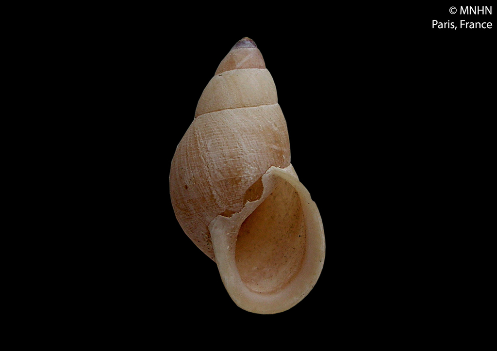 Crampton's Partula Tree Snail