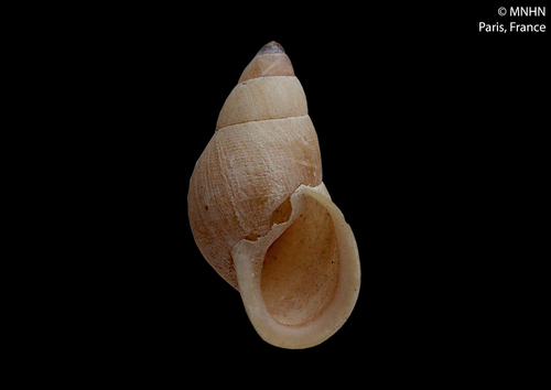 Crampton's Partula Tree Snail