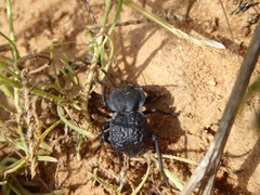 Microschatia inaequalis