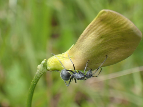 Image of Vigna unguiculata by (c) Mahomed Desai, some rights reserved (CC BY)