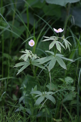 Anemonastrum dichotomum