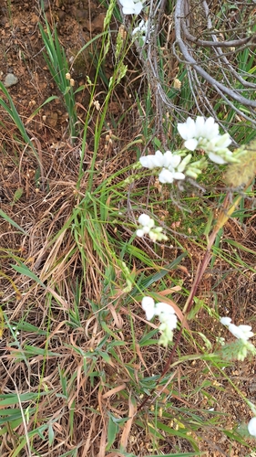 Image of Ixia polystachia by (c) Karen Eichholz, some rights reserved (CC BY)