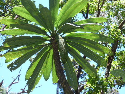 Cyanea aculeatiflora