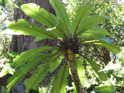 Cyanea aculeatiflora
