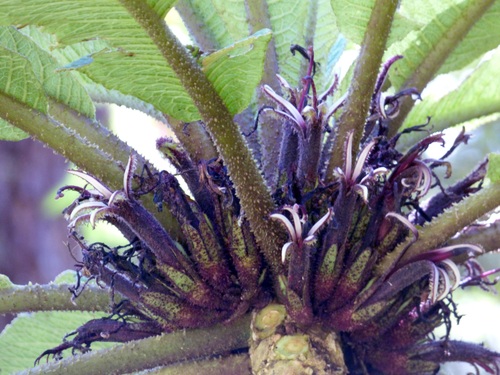 Cyanea aculeatiflora