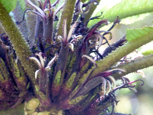 Cyanea aculeatiflora
