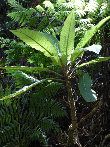 Cyanea aculeatiflora