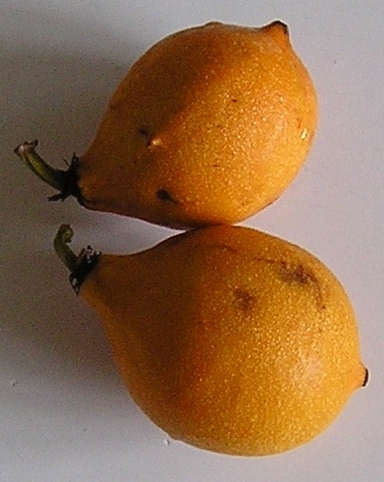 Garcinia acuminata