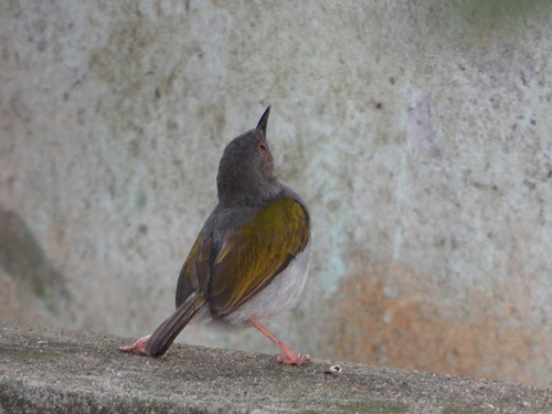 Green-backed Camaroptera