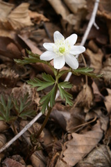 Anemonoides amurensis