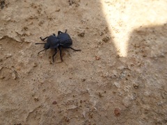 Microschatia inaequalis