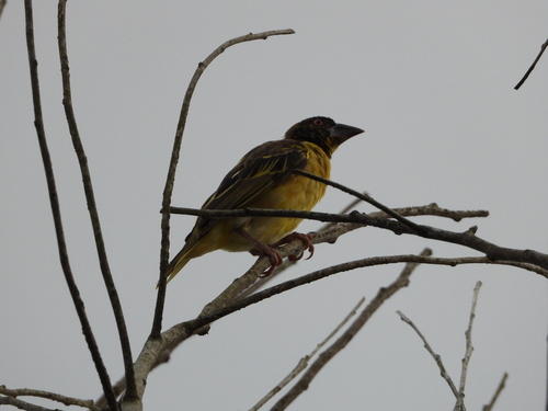 Village Weaver