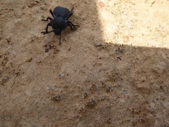 Microschatia inaequalis