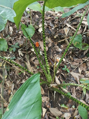 Alocasia zebrina (Alocasia zebrina)