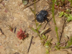 Microschatia inaequalis